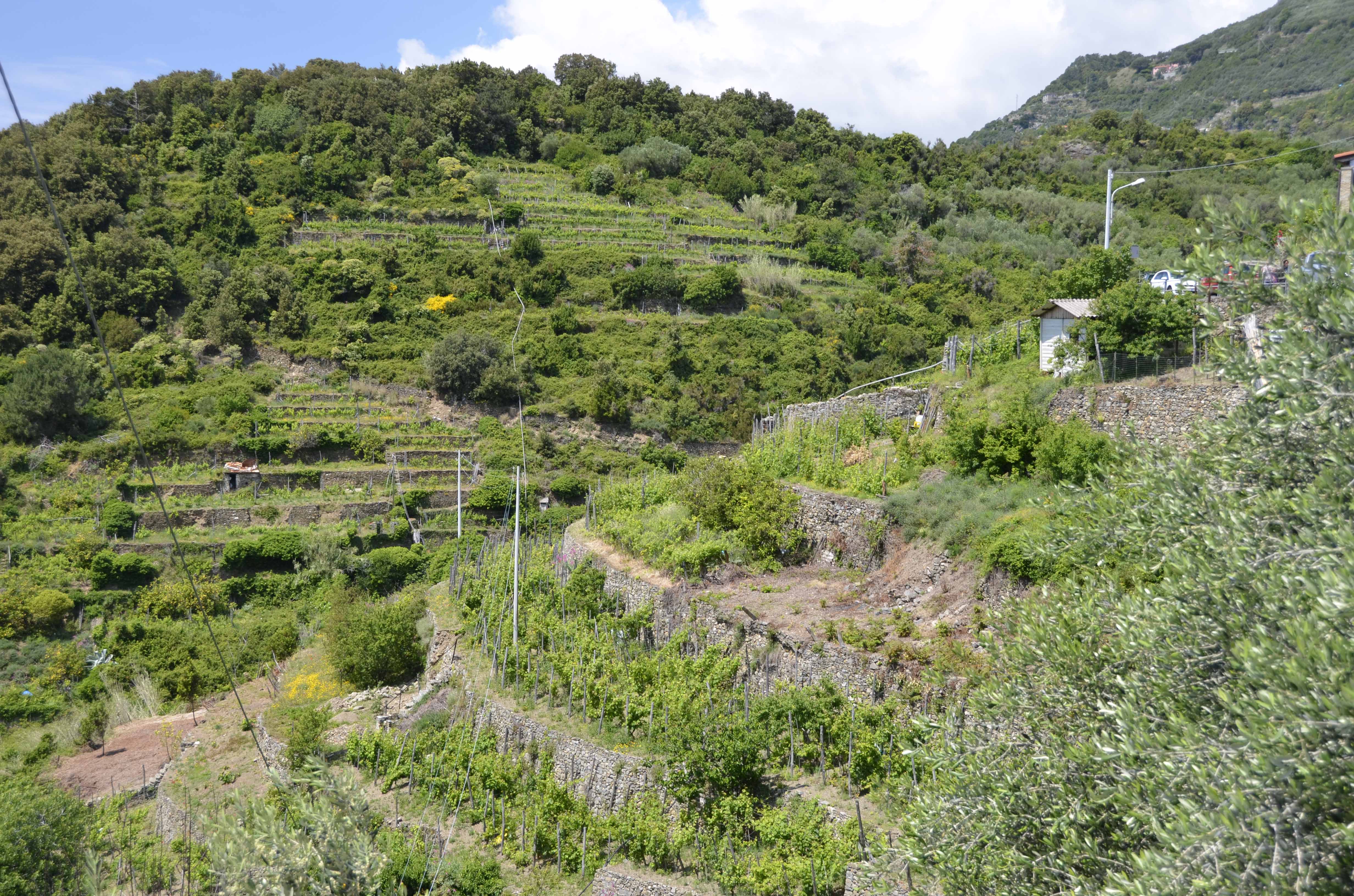 Corniglia, sleepy sweet, terraced hills